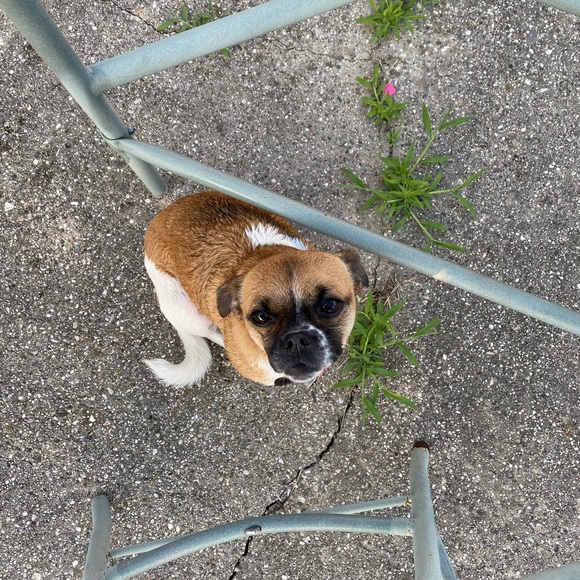 Meet your Posher, Teresa ⭐️⭐️⭐️⭐️⭐️ - Picture 9 of 16